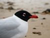 Mediterranean Gull at Westcliff Seafront (Steve Arlow) (41601 bytes) Mediterranean Gull at Westcliff Seafront (Steve Arlow) (41601 bytes)